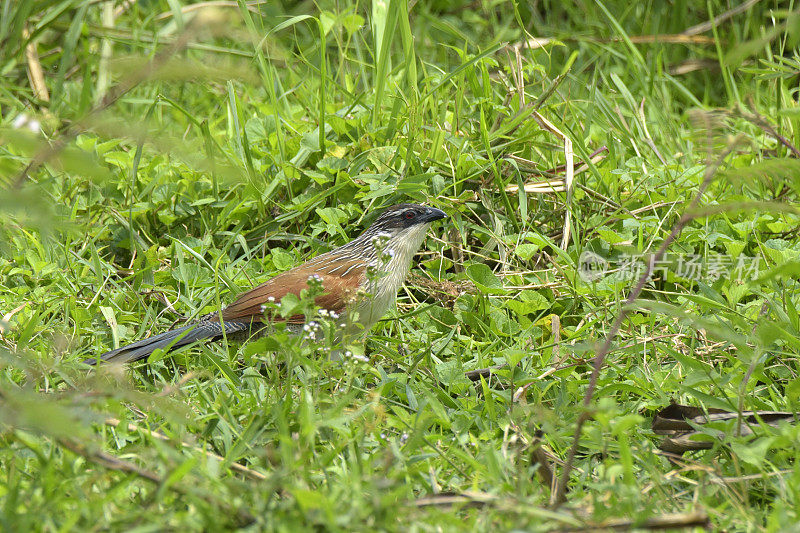 White-browed Coucal